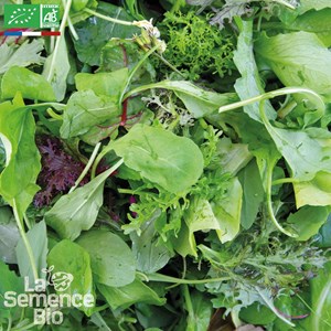 Mesclun crétois bio