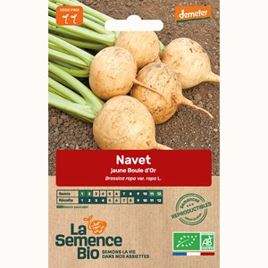 Navet jaune boule d'or bio
