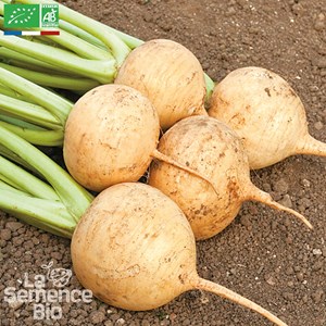 Navet jaune boule d'or bio