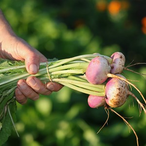 Navet plat de milan  bio