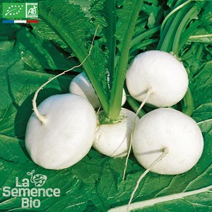 Navet plat blanc bio