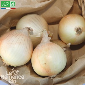 Oignon jaune des cévennes bio