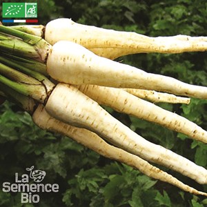 Panais demi-long de guernesey bio