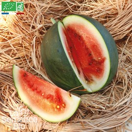 Pasteque sugar baby  bio