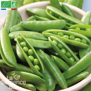 Pois à écosser nain rondo bio