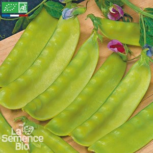 Pois  mangetout demi-grimpant ambrosia