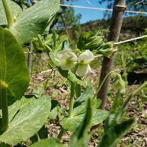 Pois  mangetout demi-grimpant ambrosia