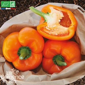 Poivron california wonder orange bio
