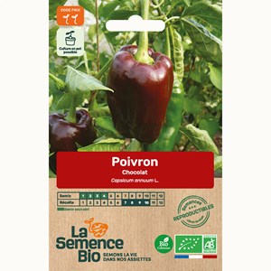 Poivron chocolat bio