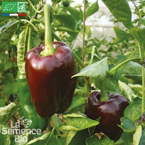 Poivron chocolat bio