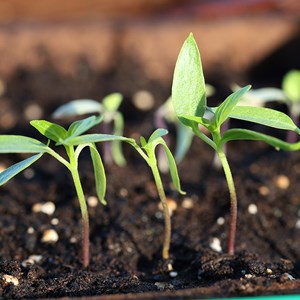 Poivron chocolat bio