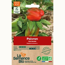Poivron yolo wonder bio