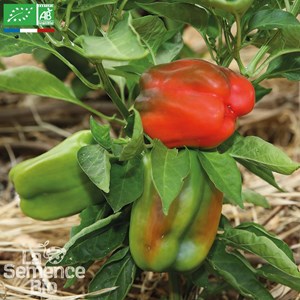 Poivron yolo wonder bio