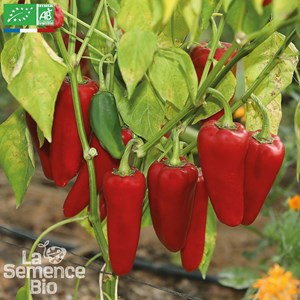 Poivron corno di toro rosso bio