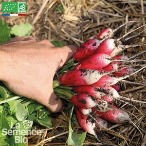 Radis de 18 jours bio