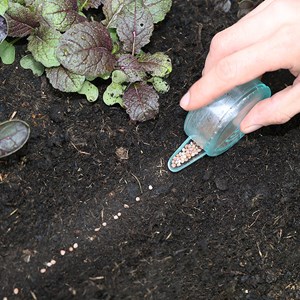 Radis de 18 jours bio