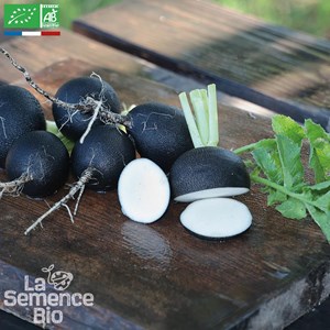 Radis noir gros rond d'hiver  bio