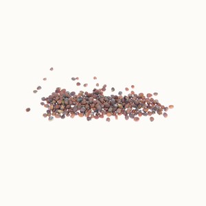 Radis noir gros rond d'hiver  bio