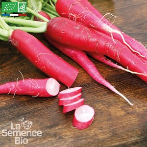 Radis rose de pâques bio