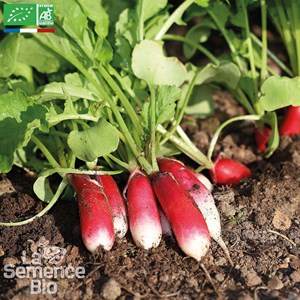 Radis flamboyant 2 bio