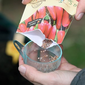 Radis flamboyant 2 bio