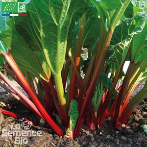 Rhubarbe victoria bio