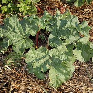 Rhubarbe victoria bio
