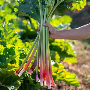Rhubarbe victoria bio