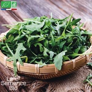 Roquette cultivée bio