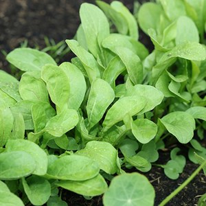 Roquette cultivée bio