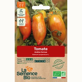 Tomate andine cornue bio