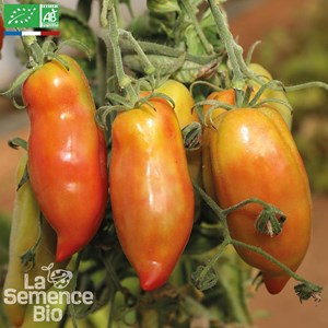 Tomate andine cornue bio