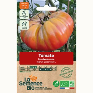 Tomate brandywine bio
