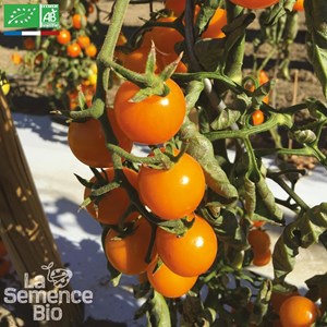 Tomate gold nugget bio