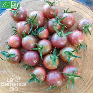 Tomate black cherry bio