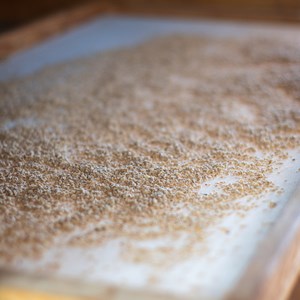 Tomate black cherry bio