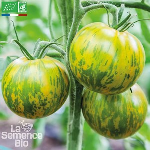 Tomate green zebra bio