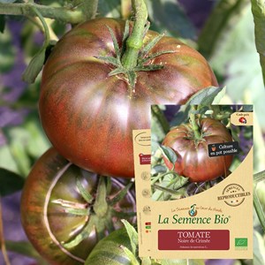 Tomate noire de crimée bio