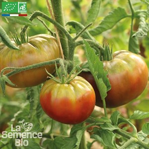 Tomate noire de crimée bio