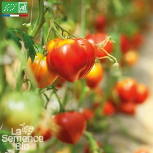 Tomate petit cœur de bœuf bio
