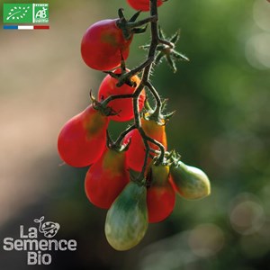 Tomate red pearshaped  bio
