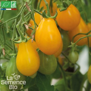 Tomate yellow pearshaped  bio