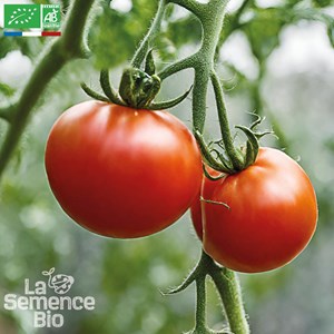 Tomate saint-pierre  bio