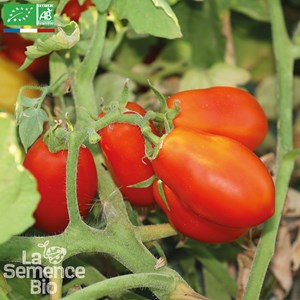 Tomate roma vf bio