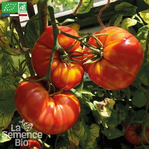 Tomate marmande vf bio