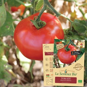 Tomate reine des hâtives bio