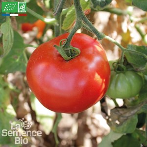 Tomate reine des hâtives bio