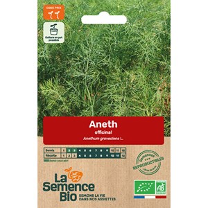 Aneth officinale bio