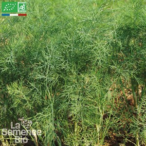 Aneth officinale bio