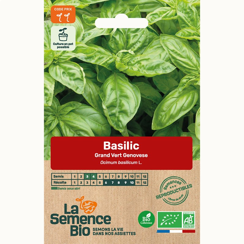 Basilic genovese type grand vert bio